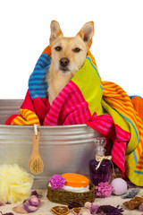 Cute dog drying off after a bath