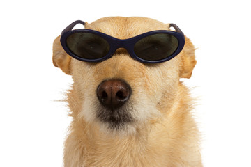 Cool dude dog wearing sunglasses