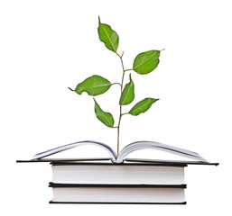 Sapling growing from book