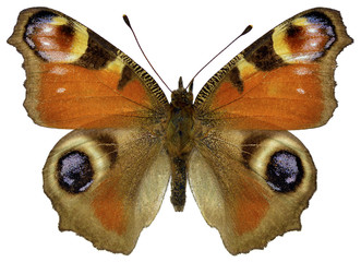 Naklejka premium Isolated European Peacock butterfly