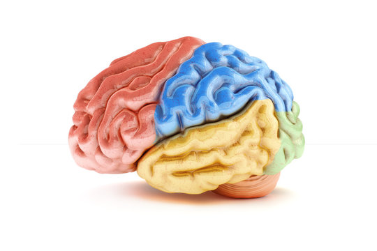 Colored sections of a human brain on a white background.