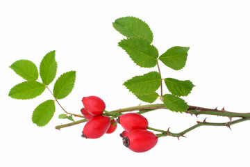 Rose hips  isolated on a white background
