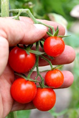 Tomatenrispe abpflücken