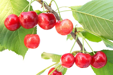 Sweet cherries on a branch