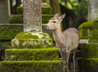 Nara, Japan Deer