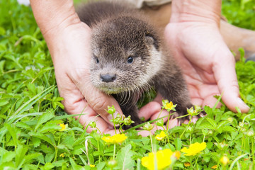 Orphaned Eurasian otter (Lutra lutra) baby