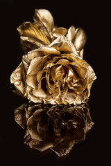 Golden rose against a dark background with reflection