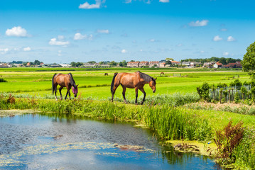 Horses on a bank