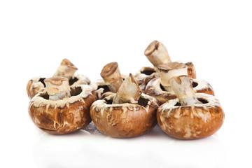 mushroom  isolated on white background.