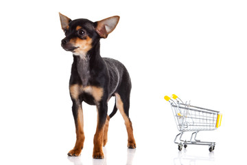 chihuahua with shopping trolly isolated on white background