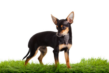 chihuahua on green gras isolated on white background