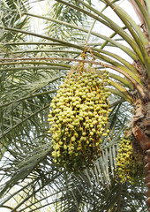 Fototapeta premium Closeup of green Kimri & khalal dates