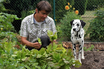 Herrchen und Hund bei Gartenarbeit, salatpfl&uuml;cken
