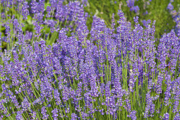 Obraz premium Lavender flowers purple