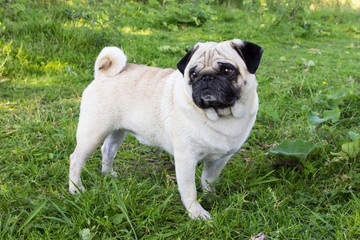 pug dog outdoor