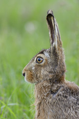 Brown hare portrait