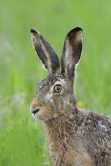 Brown hare portrait