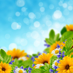 Wildflowers on the sky background
