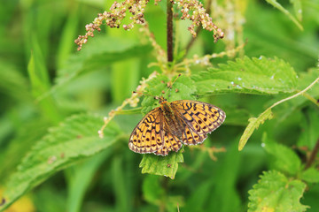 Butterfly in the green Nature