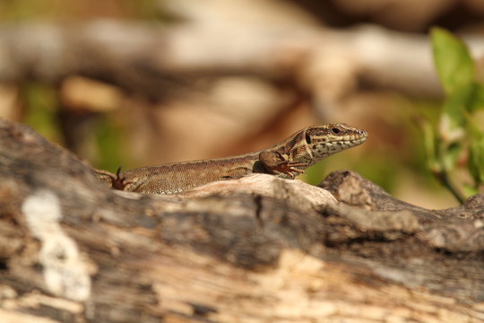 l&eacute;zard aves les pattes en l'air