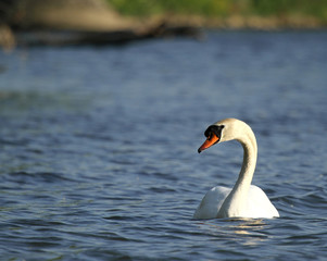 Obraz premium cygne tuberculé