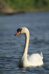 oiseau de profil