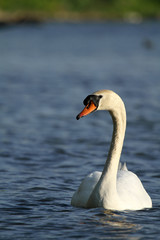 Obraz premium cygne de profil