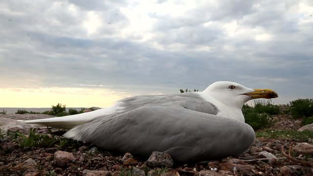 seagull ill