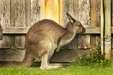 Kangaroo side