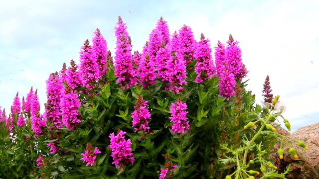 loosestrife (Lythrum)