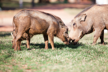 Mud covered warthogs feeding on grass