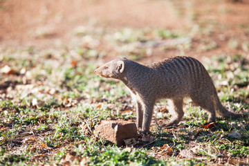Banded mongoose in late afternoon light