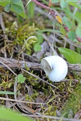 Hängendes Schneckenhaus mit Kreuzspringspinnennest