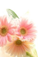 Elegant pastel color Gerbera on white background