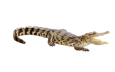 Crocodile albinos isolé avec un tracé de détourage