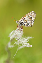 Fritillary resting on overblown flower, macro photo