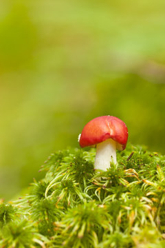 Russula mushroom among moss, macro photo