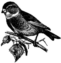 Bird Linnet
