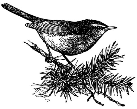 Bird Dusky Warbler