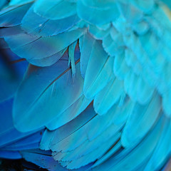 Blue and Gold Macaw feathers