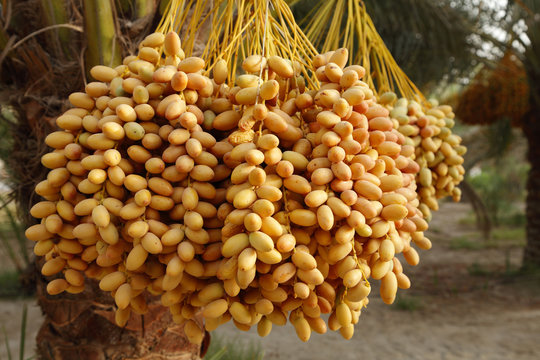 A Bunch Of Yellow Dates