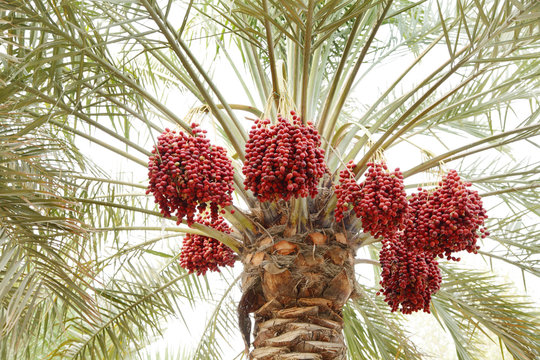 Beautiful clusters of red dates