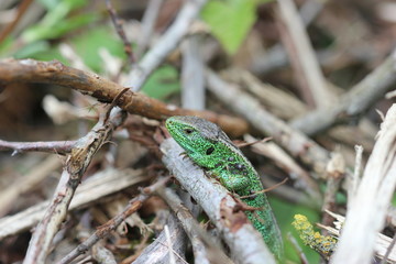 Männliche Zauneidechse am Dörnberg