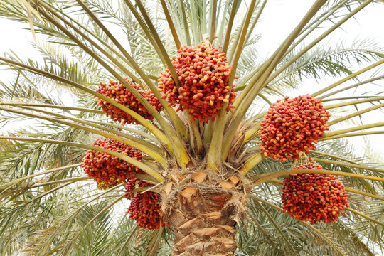 Beautiful red khalal dates in a tree