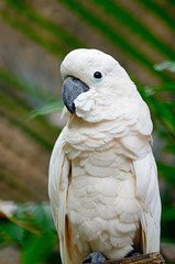 Mollucan Cockatoo