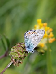 Hauhechelbläuling (Polyommatus icarus) auf Wiesenknopf