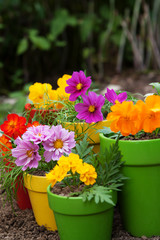 colorful flowers in pots