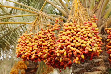 Bunch of colourful dates