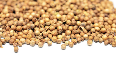 coriander
