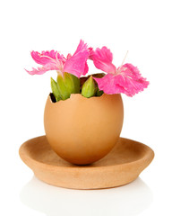 Flowers growing from egg shell, isolated on white